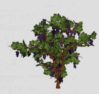木质藤本的葡萄树SU模型下载_sketchup草图大师SKP模型
