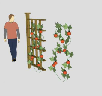 格栅上的番茄藤蔓SU模型下载_sketchup草图大师SKP模型