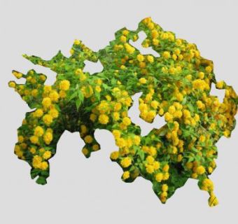 棣棠花灌木植物SU模型下载_sketchup草图大师SKP模型