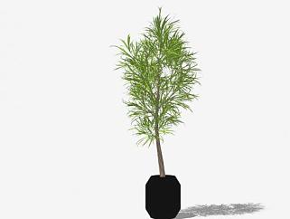 黑色盆栽树植物SU模型下载_sketchup草图大师SKP模型