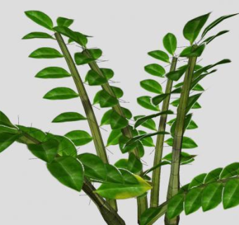 绿色观赏植物SU模型下载_sketchup草图大师SKP模型