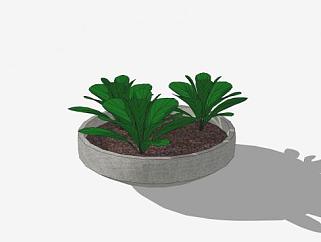 混凝土<em>花盆植物</em>SU模型下载_sketchup草图大师SKP模型