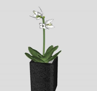 白色兰花植物盆栽SU模型下载_sketchup草图大师SKP模型
