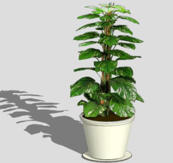 室内木本观叶植物SU模型下载_sketchup草图大师SKP模型