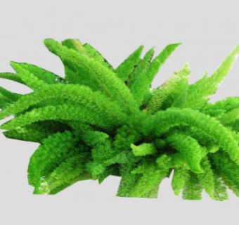 狐尾草植物SU模型下载_sketchup草图大师SKP模型