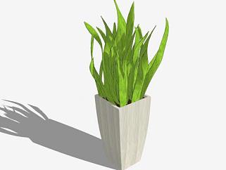 现代盆栽蕨类植物SU模型下载_sketchup草图大师SKP模型