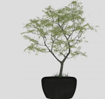 木本植物盆景盆栽SU模型下载_sketchup草图大师SKP模型