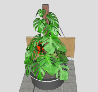 攀援性植物龟背竹盆栽SU模型下载_sketchup草图大师SKP模型