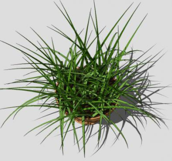 瓦盆盆栽植物SU模型下载_sketchup草图大师SKP模型
