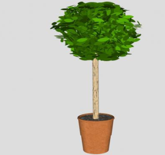 木本植物瓦盆盆栽SU模型下载_sketchup草图大师SKP模型