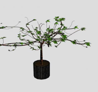 观枝干植物室内盆栽SU模型下载_sketchup草图大师SKP模型