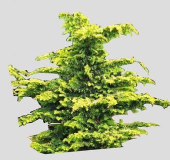 金色的柏树植物SU模型下载_sketchup草图大师SKP模型