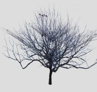 冬天的落叶枯树SU模型下载_sketchup草图大师SKP模型
