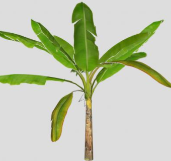 单子叶树木香蕉树SU模型下载_sketchup草图大师SKP模型