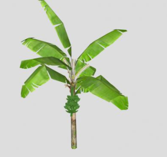 结果实的香蕉树SU模型下载_sketchup草图大师SKP模型