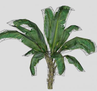 芭蕉科植物香蕉树SU模型下载_sketchup草图大师SKP模型