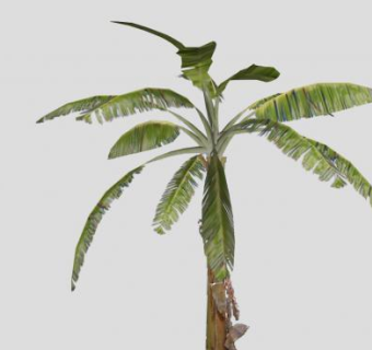 单子叶植物芭蕉树SU模型下载_sketchup草图大师SKP模型