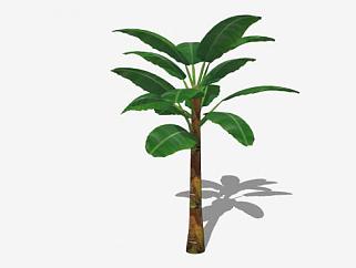 草本植物<em>芭蕉树</em>SU模型下载_sketchup草图大师SKP模型