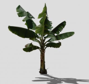 单子叶绿叶芭蕉树SU模型下载_sketchup草图大师SKP模型