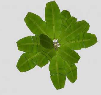 大型绿叶芭蕉树植物SU模型下载_sketchup草图大师SKP模型