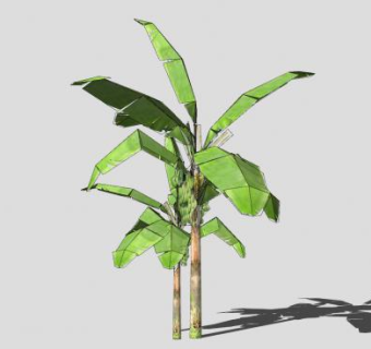 结芭蕉的芭蕉树SU模型下载_sketchup草图大师SKP模型