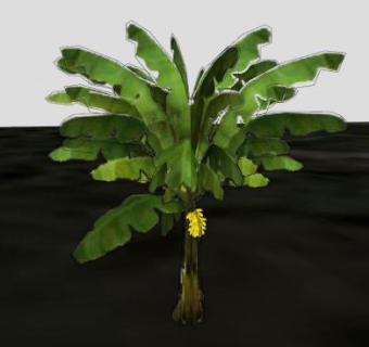 香蕉树果树SU模型下载_sketchup草图大师SKP模型