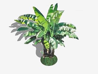 2D<em>芭蕉树</em>植物SU模型下载_sketchup草图大师SKP模型