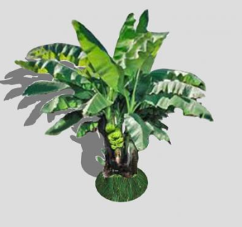 2D芭蕉树植物SU模型下载_sketchup草图大师SKP模型