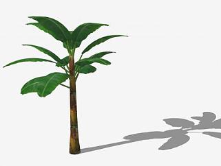 常绿植物<em>芭蕉</em>树SU模型下载_sketchup草图大师SKP模型