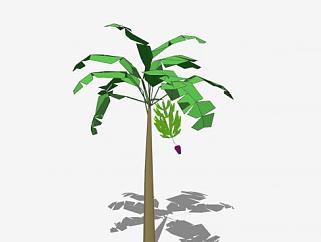热带植物<em>芭蕉</em>树SU模型下载_sketchup草图大师SKP模型