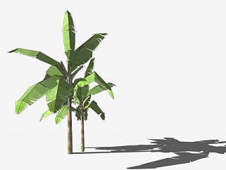 大小芭蕉树<em>植物</em>SU模型下载_sketchup草图大师SKP模型