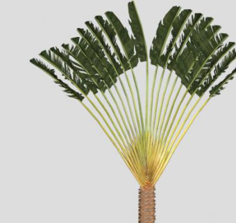 奇特造型的芭蕉树SU模型下载_sketchup草图大师SKP模型