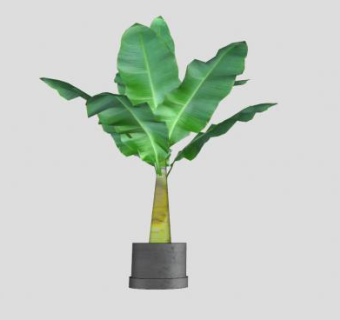 室外观赏芭蕉树盆栽SU模型下载_sketchup草图大师SKP模型