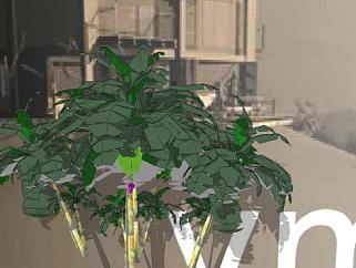 三棵芭蕉树植物SU模型下载_sketchup草图大师SKP模型