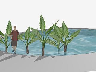水池中的<em>芭蕉树</em>SU模型下载_sketchup草图大师SKP模型