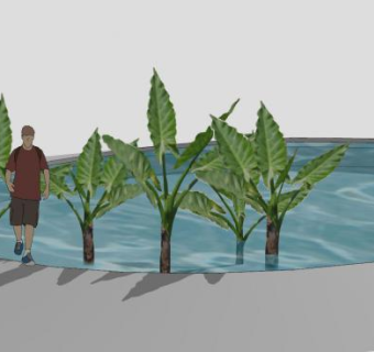水池中的芭蕉树SU模型下载_sketchup草图大师SKP模型