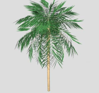 常绿多年生植物棕榈树SU模型下载_sketchup草图大师SKP模型