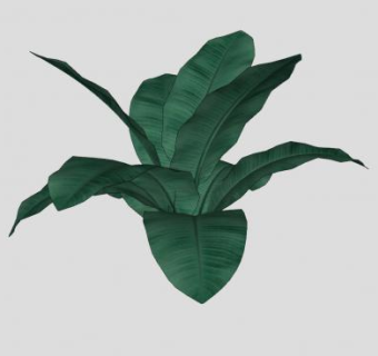大叶子常绿植物SU模型下载_sketchup草图大师SKP模型