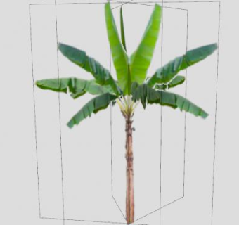 巨型草本香蕉树SU模型下载_sketchup草图大师SKP模型