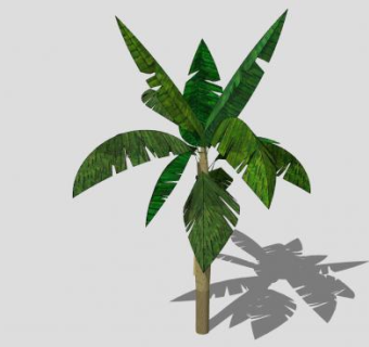 马尼拉麻蕉植物SU模型下载_sketchup草图大师SKP模型