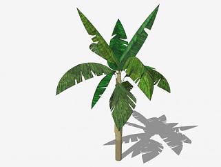 <em>马尼拉</em>麻蕉植物SU模型下载_sketchup草图大师SKP模型