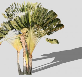 常绿乔木旅人蕉SU模型下载_sketchup草图大师SKP模型