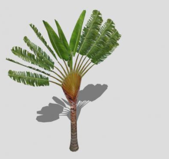 多年生草本植物旅人蕉SU模型下载_sketchup草图大师SKP模型