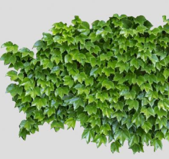 爬山虎藤蔓植物SU模型下载_sketchup草图大师SKP模型
