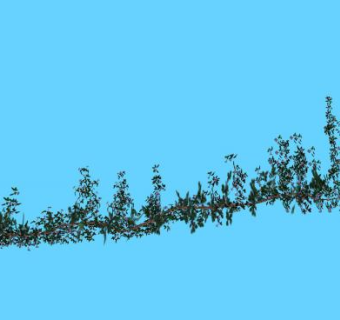 攀登的藤本葡萄树SU模型下载_sketchup草图大师SKP模型