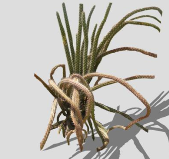 章鱼型仙人掌SU模型下载_sketchup草图大师SKP模型