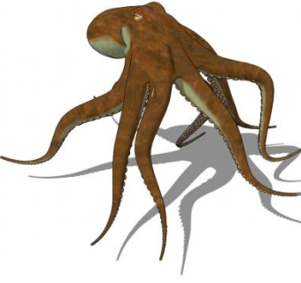 软体动物短蛸章鱼SU模型下载_sketchup草图大师SKP模型