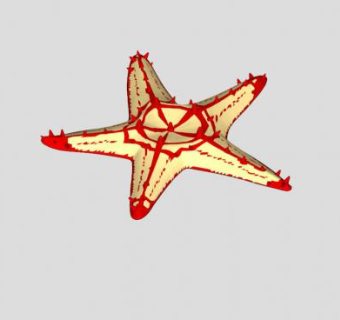 棘皮动物海星SU模型下载_sketchup草图大师SKP模型