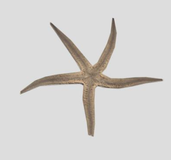 海洋动物海星SU模型下载_sketchup草图大师SKP模型