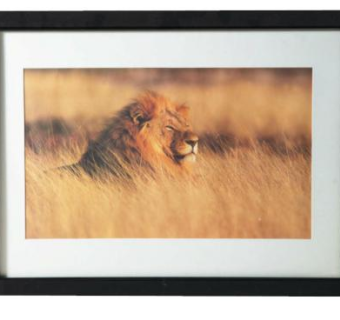 草原上的雄狮摄影相框挂画SU模型下载_sketchup草图大师SKP模型